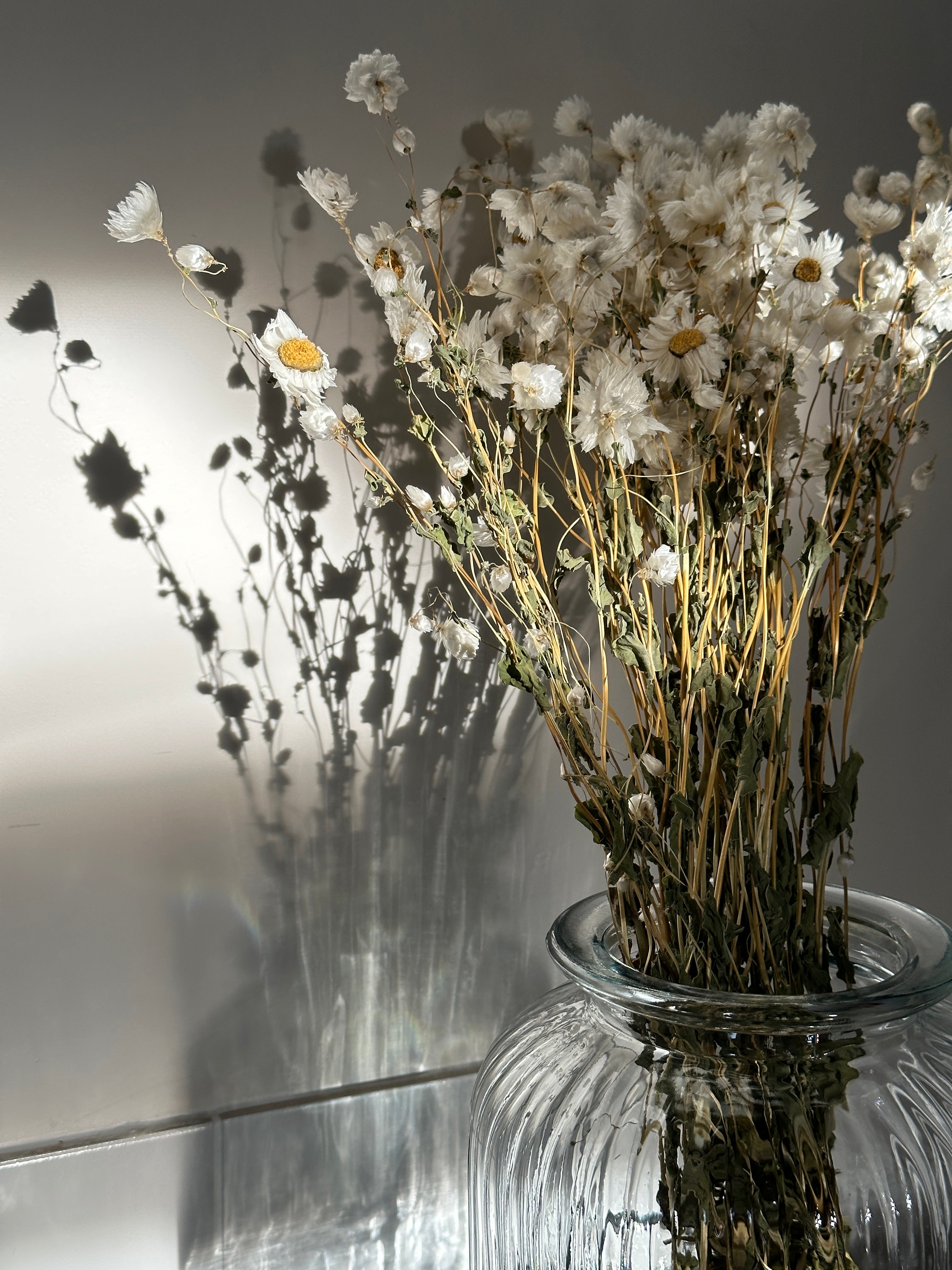 Dried Daisies