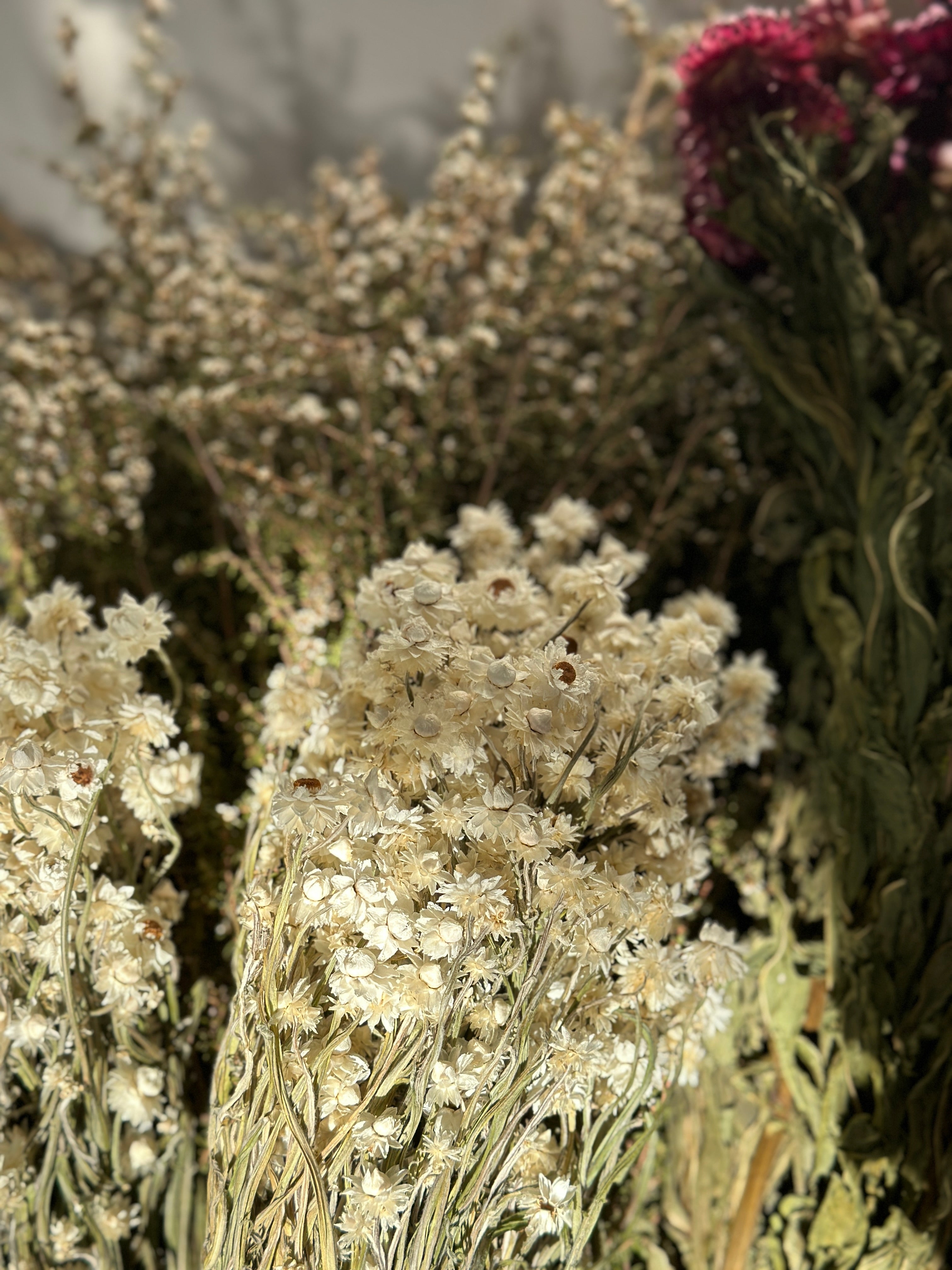 Dried Everlasting