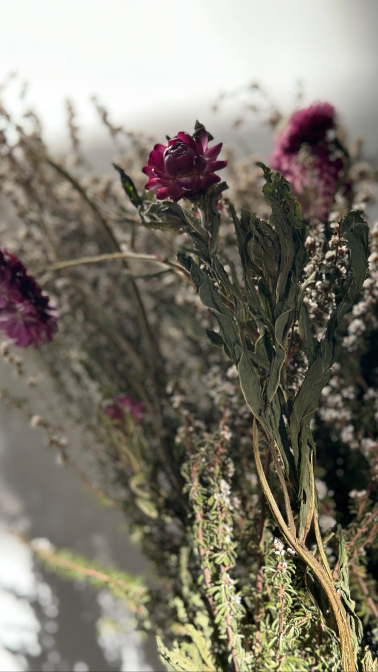 Dried Straw flower