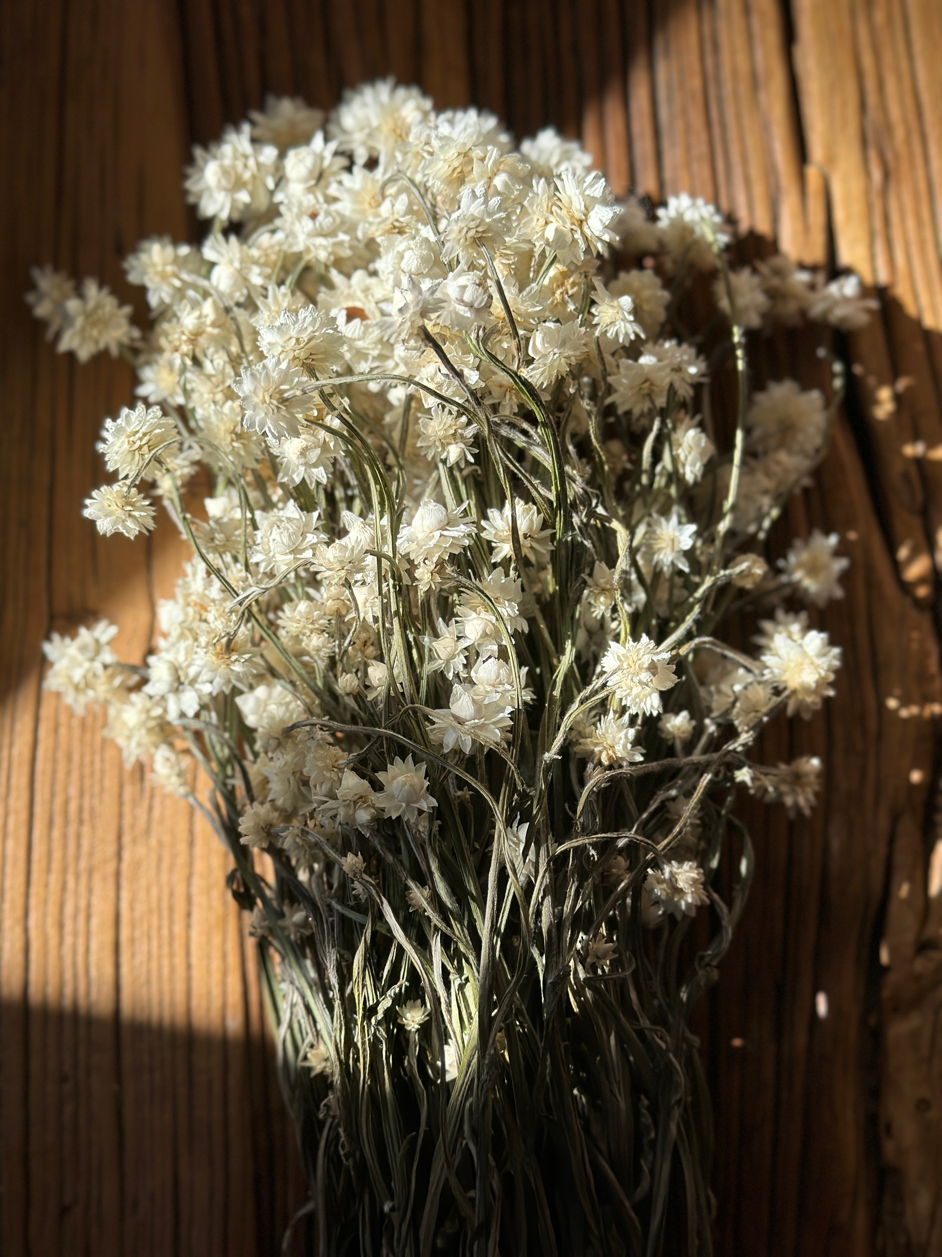 Dried Everlasting