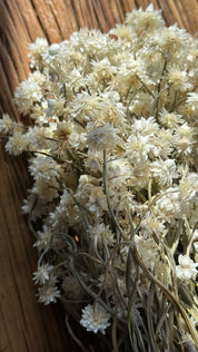 Dried Everlasting