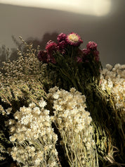 Dried Daisies