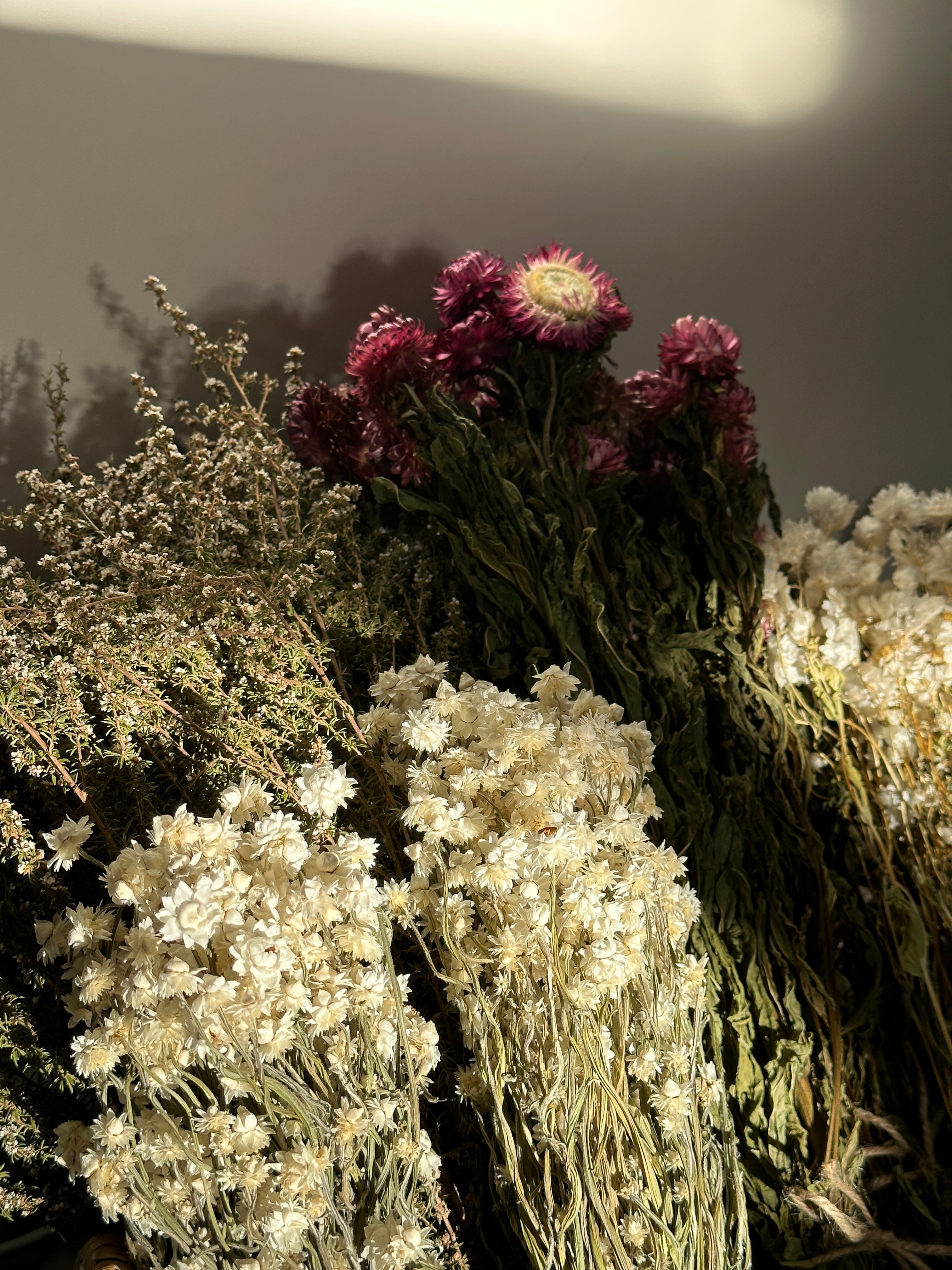 Dried Daisies