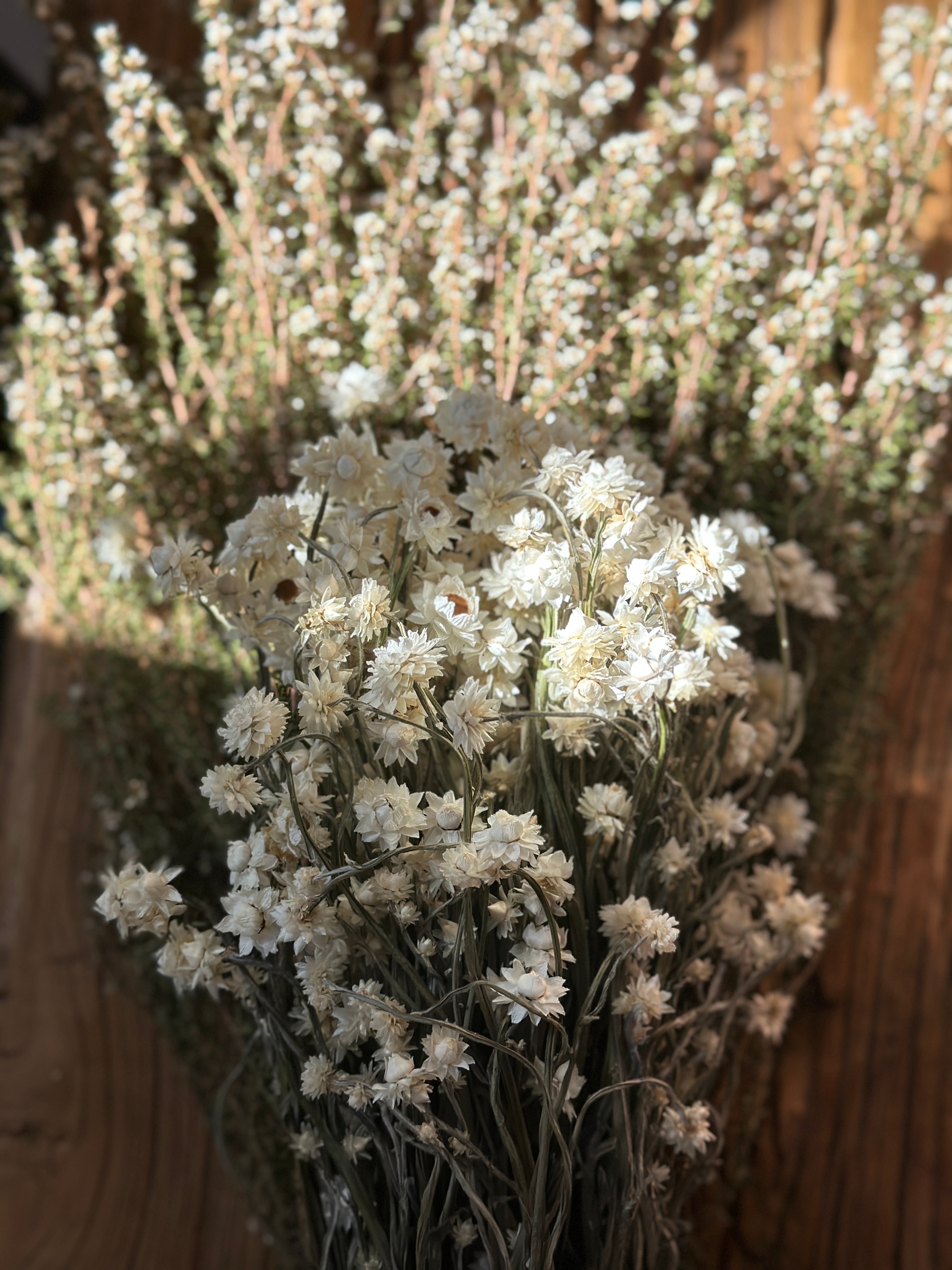 Dried Everlasting