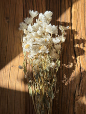 Dried Daisies