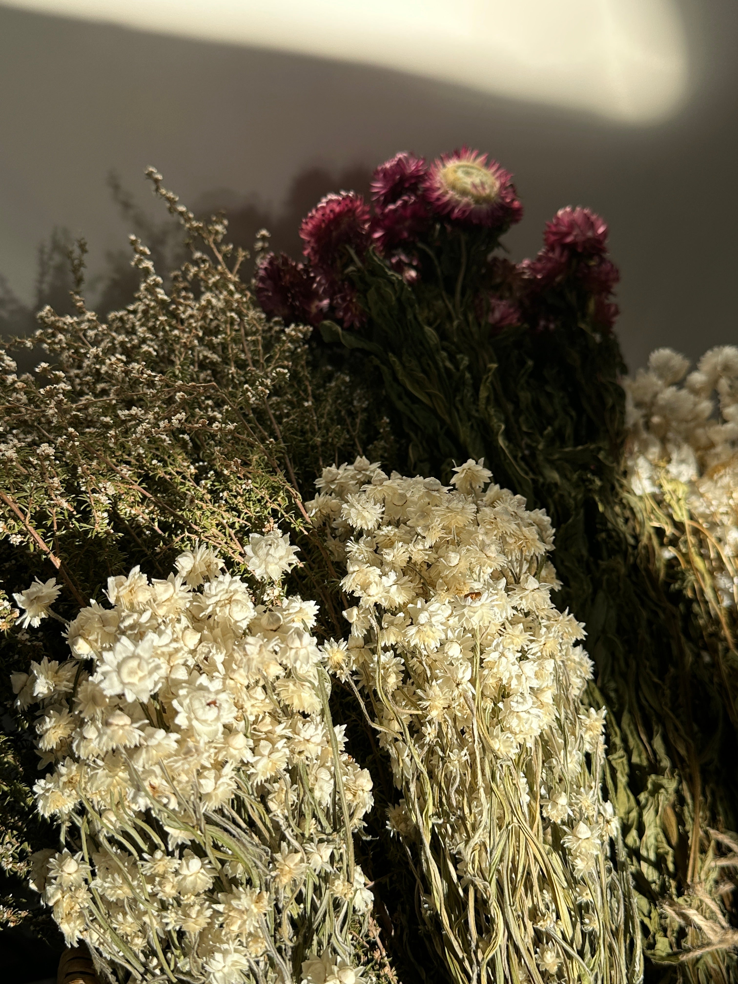 Dried Straw flower