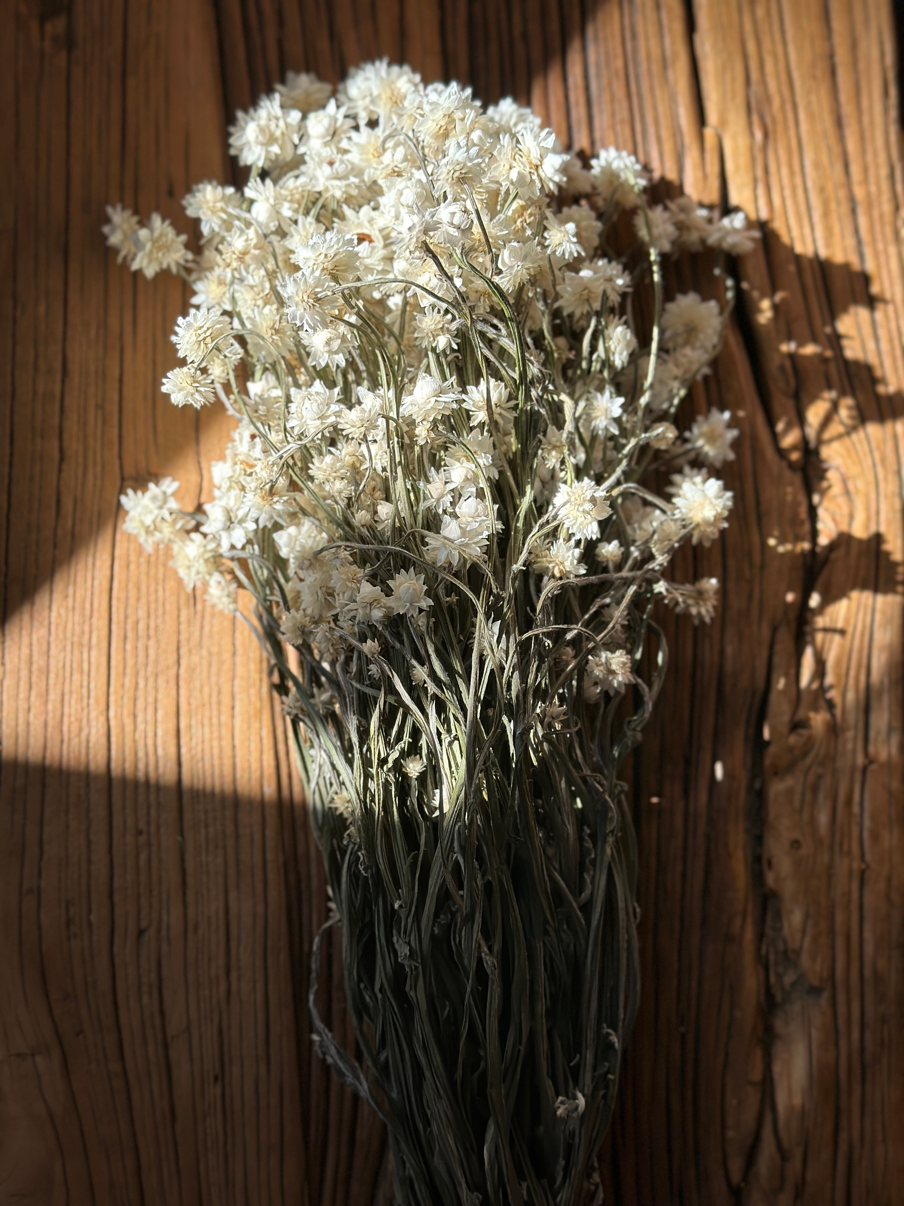 Dried Everlasting
